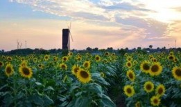 青岛花海爆料最新消息,最新花海美景曝光！