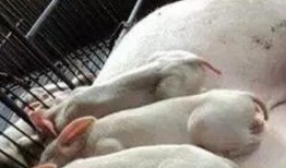 爆料科学养猪视频大全最新,最新视频大全深度解析